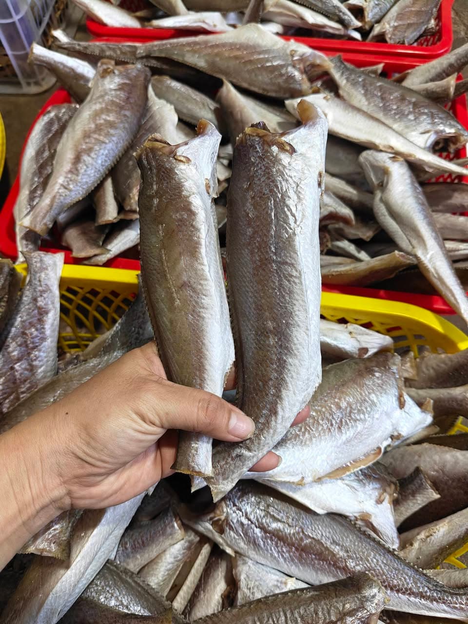 Cá Đù 1 Nắng Vừa