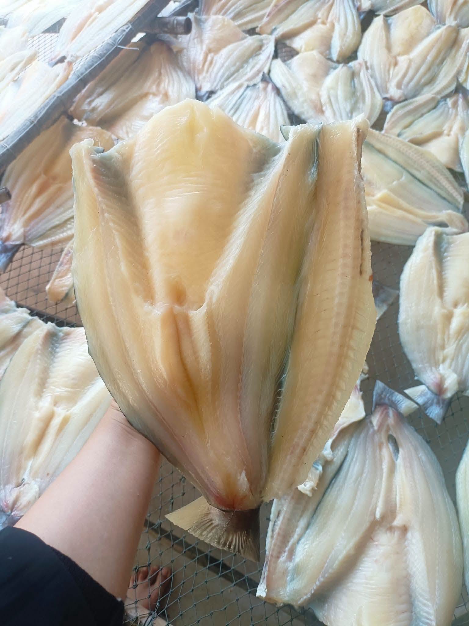 Cá Dứa Lớn