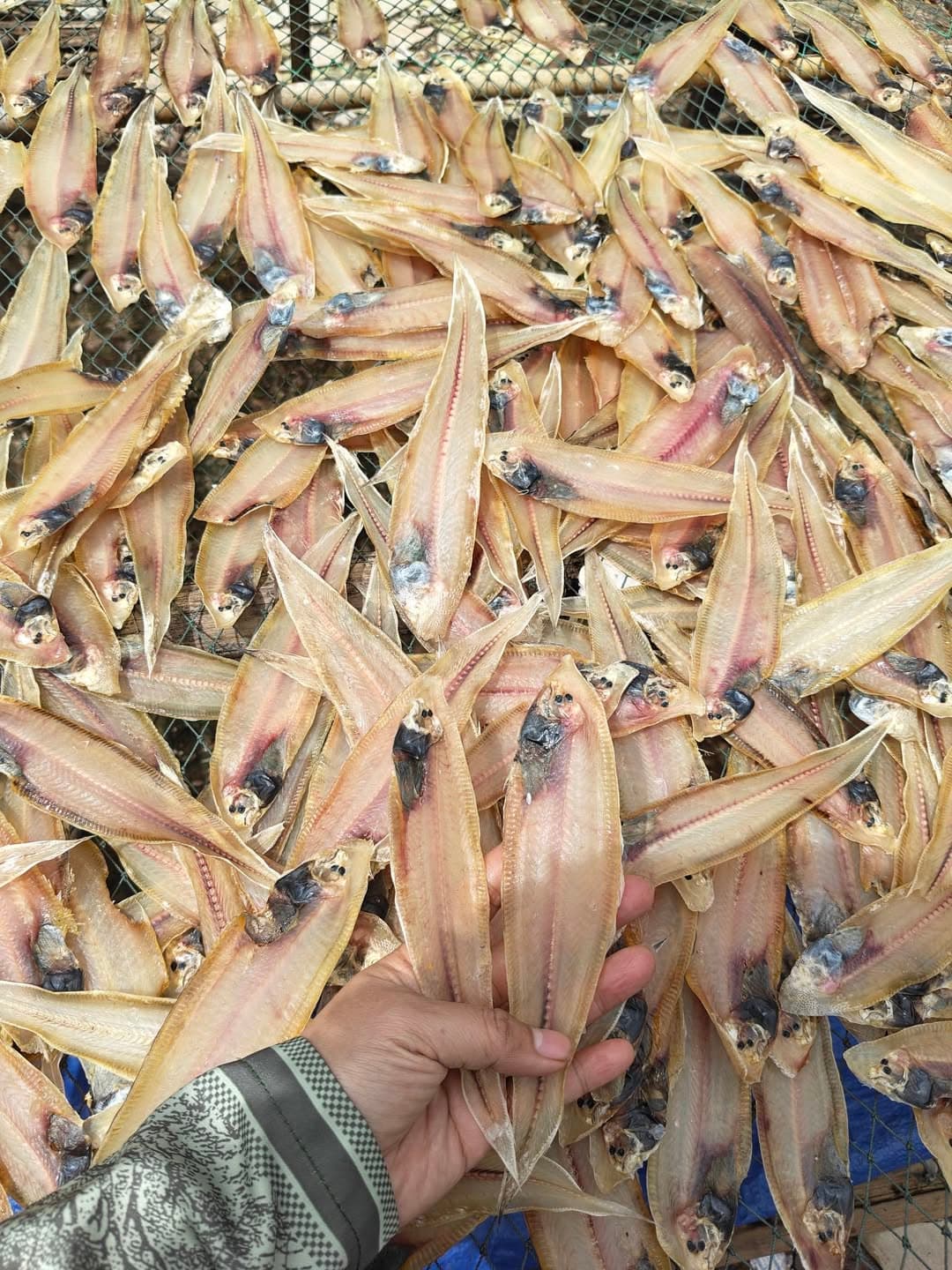 Cá Lưỡi Trâu